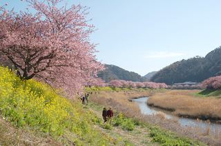 青野川桜並木-1.jpg