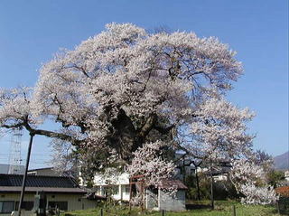 長野県-権現桜-1.jpg