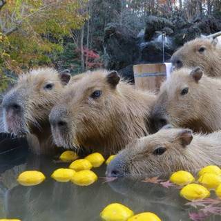 カピバラ温泉-1.jpg