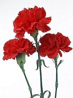 カーネーション-1.jpg