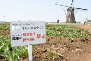 チューリップ泥棒-1.jpg