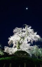 京都-桜-4.jpg