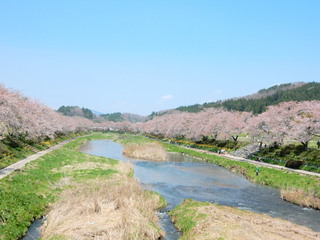 夏井千本桜-1.jpg