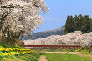 夏井千本桜-2.jpg