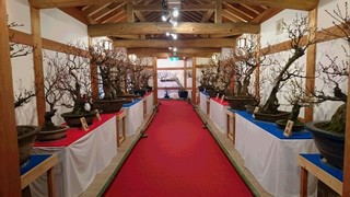 大和郡山盆梅展-1.jpg