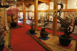 大和郡山盆梅展-1.jpg