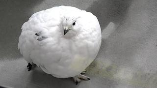 大町山岳博物館のライチョウ-1.jpg