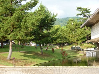 奈良公園-1.jpg
