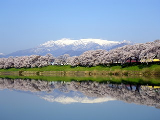 宮城県-柴田郡大河原町-白川堤一目千本桜-4.jpg
