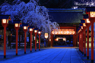 平野神社-1.jpg