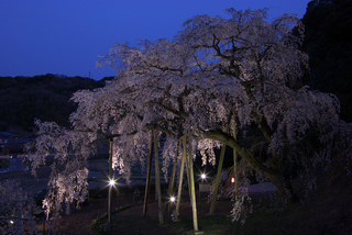 愛知県-岡崎市-奥山田の枝垂桜-2.jpg