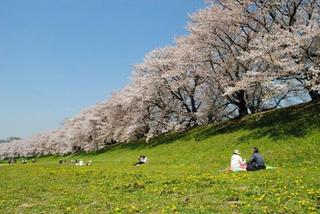 桜-1.jpg