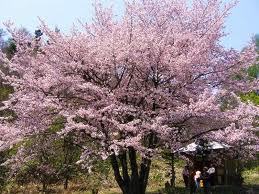桜-1.jpg