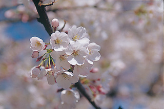 桜-10.jpg