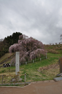 桜-3.jpg
