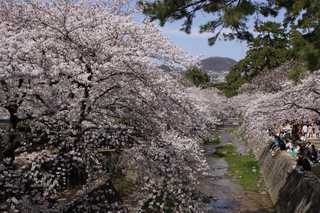 桜-6.jpg