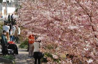 河津桜-1.jpg