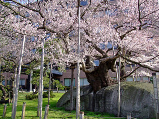 石割桜-1.jpg