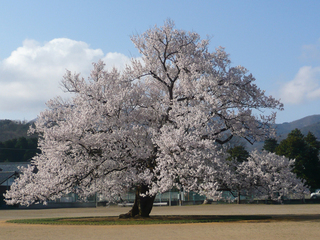 福井県-越前市-味真野の一本桜-1.jpg