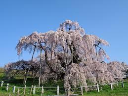薄墨桜-1.jpg