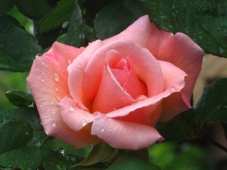 薔薇-1.jpg