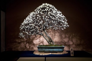 長浜盆梅展-2.jpg