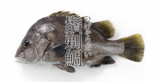 髭剃鯛-1.jpg