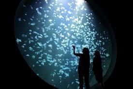 鶴岡市-加茂水族館-1.jpg